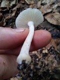 Amanita farinosa image