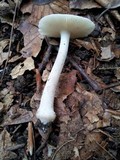 Amanita farinosa image