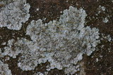 Lepraria membranacea image