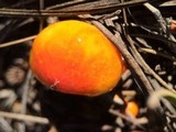 Hygrophorus speciosus image