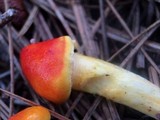 Hygrophorus speciosus image