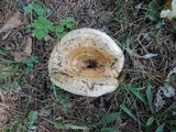 Lactarius psammicola image