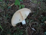 Lactarius psammicola image