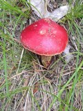 Butyriboletus frostii image