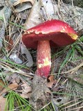 Butyriboletus frostii image