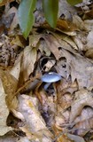 Cortinarius iodes image