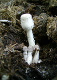 Leucocoprinus cepistipes image