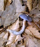 Cortinarius iodes image