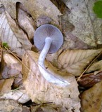 Cortinarius iodes image