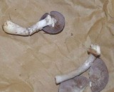Cortinarius iodes image