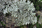 Pyxine sorediata image
