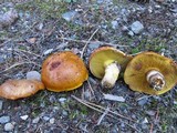 Suillus grevillei image
