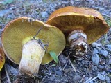 Suillus grevillei image
