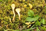 Spathularia flavida image