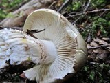Tricholoma saponaceum image