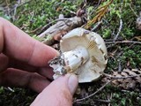 Tricholoma saponaceum image