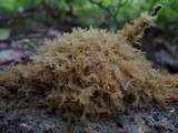 Scorias spongiosa image
