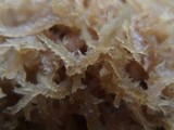Scorias spongiosa image