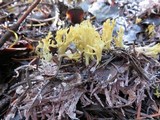 Ramaria abietina image