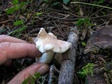 Albatrellus confluens image
