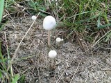 Panaeolus antillarum image