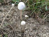 Panaeolus antillarum image