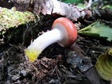 Gomphidius subroseus image