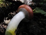 Gomphidius subroseus image