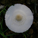 Leucocoprinus cepistipes image