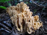 Ramaria acrisiccescens image