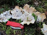 Cantharellus subalbidus image