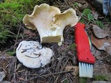 Cantharellus subalbidus image