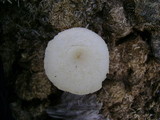 Leucocoprinus cepistipes image