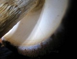 Battarrea phalloides image