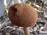 Battarrea phalloides image