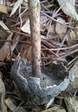 Battarrea phalloides image