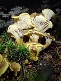 Cantharellus melanoxeros image