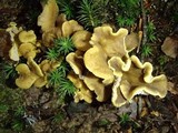 Cantharellus melanoxeros image