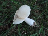 Russula pectinatoides image