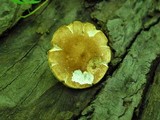 Gyroporus castaneus image