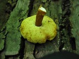 Gyroporus castaneus image