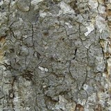 Pseudosagedia cestrensis image