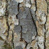 Pseudosagedia cestrensis image