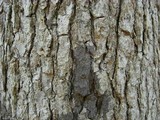 Pseudosagedia cestrensis image