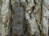 Pseudosagedia cestrensis image
