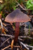 Cortinarius anthracinus image