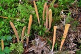 Clavariadelphus ligula image