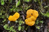 Endogone pisiformis image