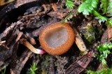 Humaria hemisphaerica image