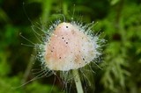 Spinellus fusiger image
